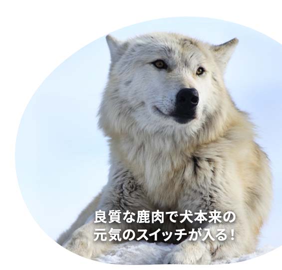 良質な鹿肉で犬本来の元気のスイッチが入る！