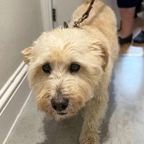 16歳を迎えたシニア犬、ロロもその一匹。