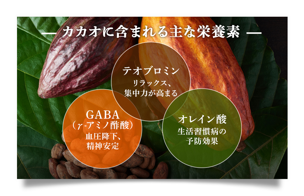 カカオに含まれる主な栄養素は、テオブロミン（リラックス、集中力が高まる）・GABA（γ-アミノ酢酸：血圧降下、精神安定）・オレイン酸（生活習慣病の予防効果）