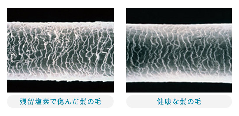 残留塩素でいたんだ髪の毛と健康な髪の毛の写真